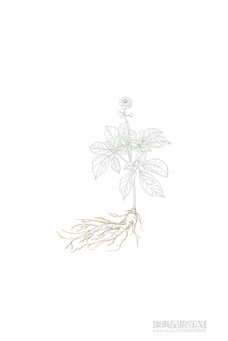 ucui中草藥人參植物國潮風(fēng)化妝品包裝設(shè)計(jì)圖01